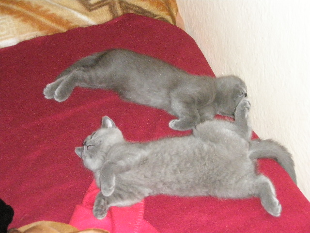 WAITY-bolavé očičko 106.JPG